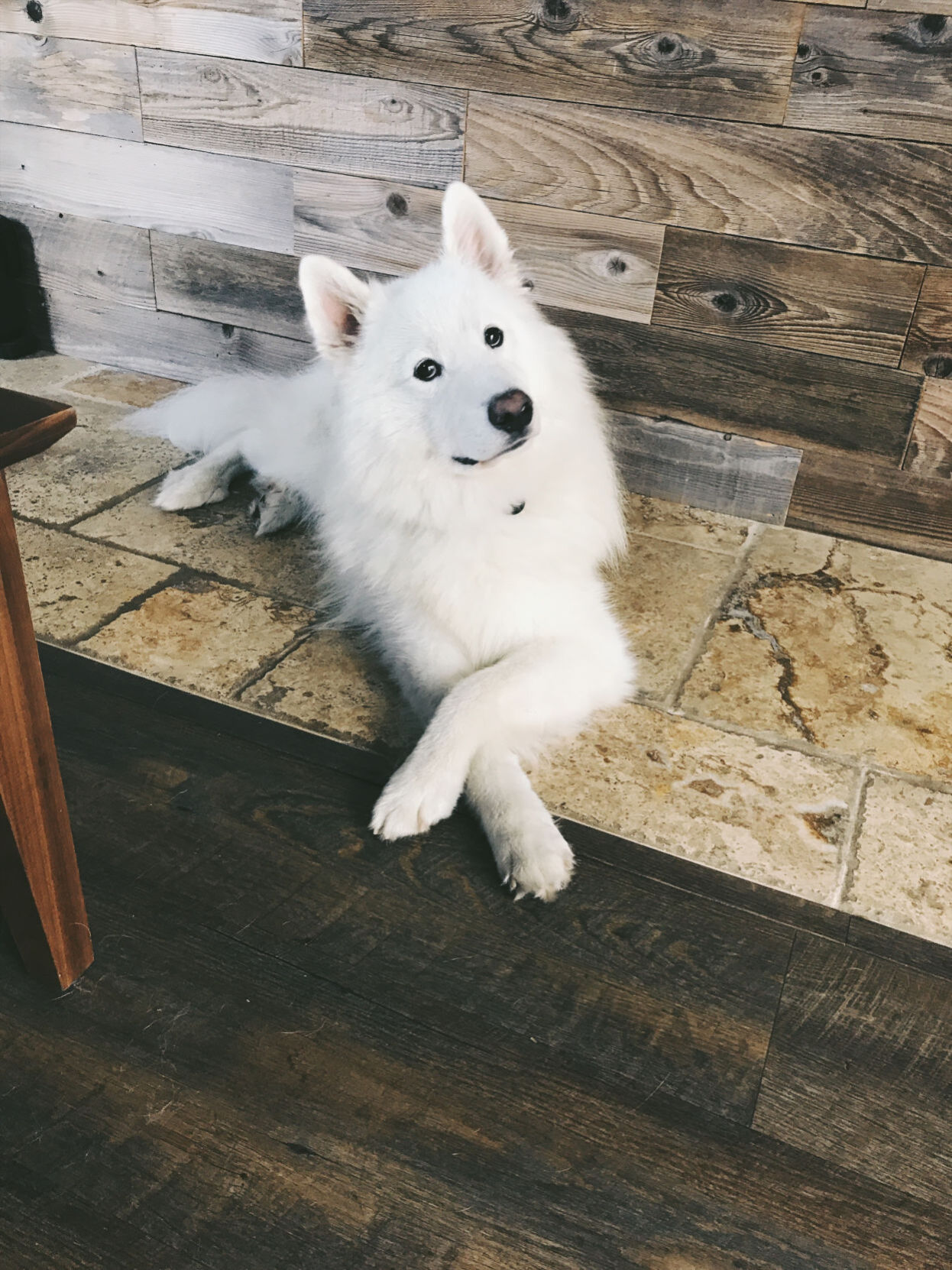 samoyed gus